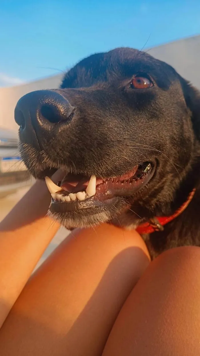Cachorro ra a SRD-ViraLata idade 7 a 11 meses nome Kyra