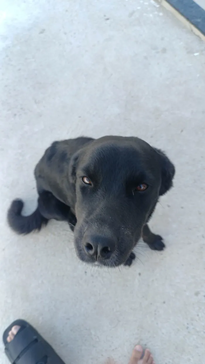 Cachorro ra a SRD-ViraLata idade 7 a 11 meses nome Kyra
