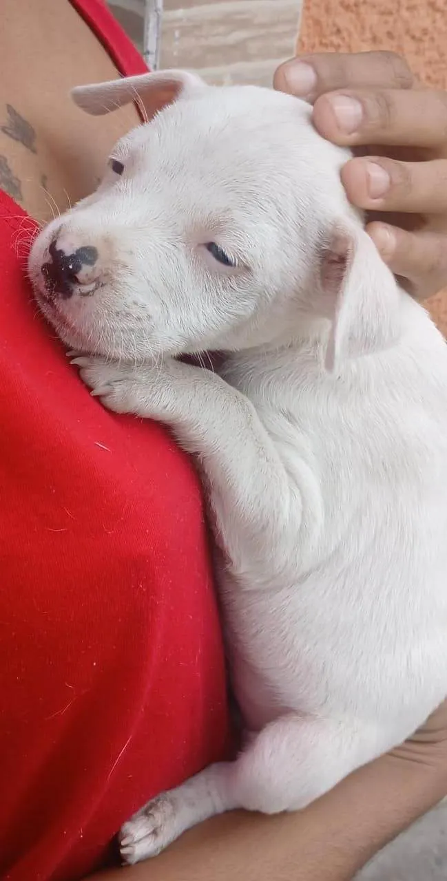 Cachorro ra a Pit-Bull idade Abaixo de 2 meses nome Sem nome