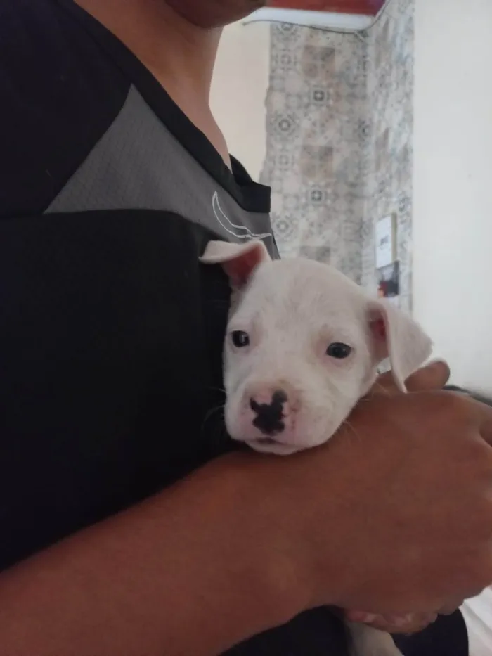 Cachorro ra a Pit-Bull idade Abaixo de 2 meses nome Sem nome
