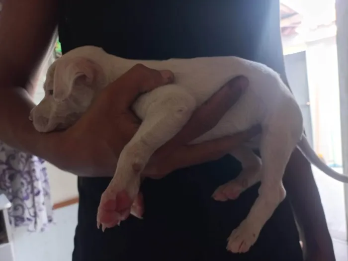 Cachorro ra a Pit-Bull idade Abaixo de 2 meses nome Sem nome