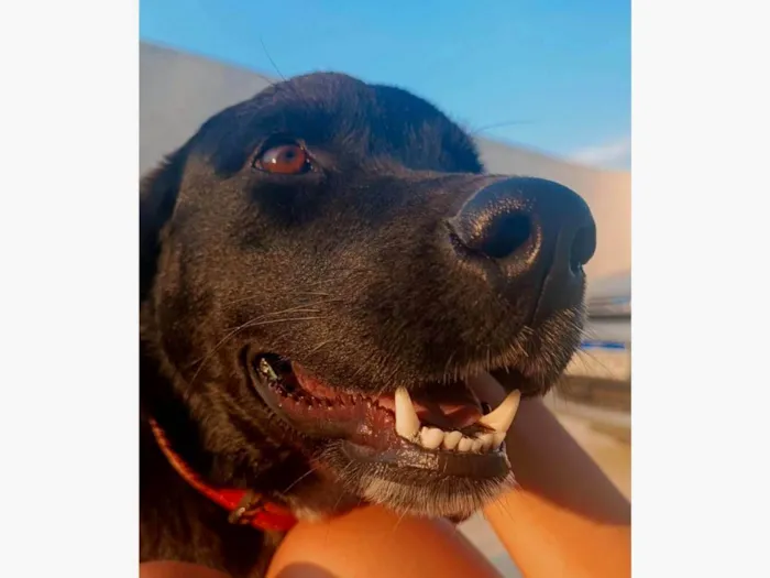 Cachorro ra a SRD-ViraLata idade 7 a 11 meses nome Kyra