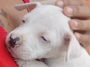 Cachorro raça Pit-Bull idade Abaixo de 2 meses nome Sem nome