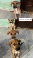 3 filhotes, 2 machos 1 fêmea