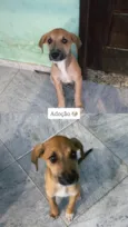 3 filhotes, 2 machos 1 fêmea