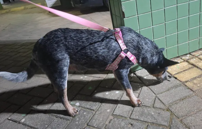 Cachorro ra a Sheepdog idade 7 a 11 meses nome Nala