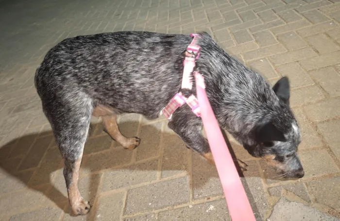 Cachorro ra a Sheepdog idade 7 a 11 meses nome Nala