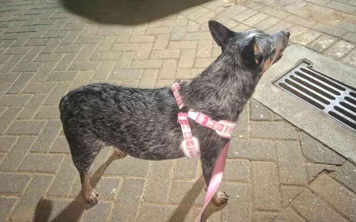 Cachorro ra a Sheepdog idade 7 a 11 meses nome Nala