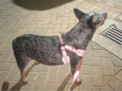 Cachorro raça Sheepdog idade 7 a 11 meses nome Nala