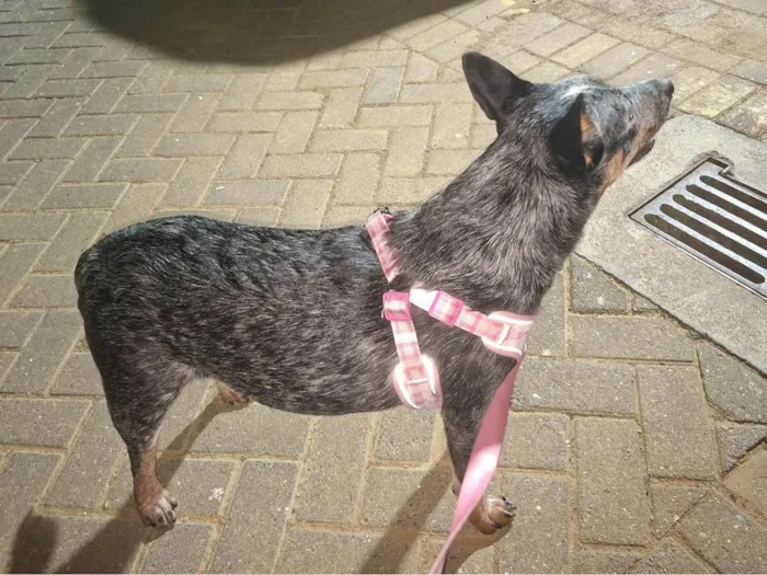 Cachorro ra a Sheepdog idade 7 a 11 meses nome Nala