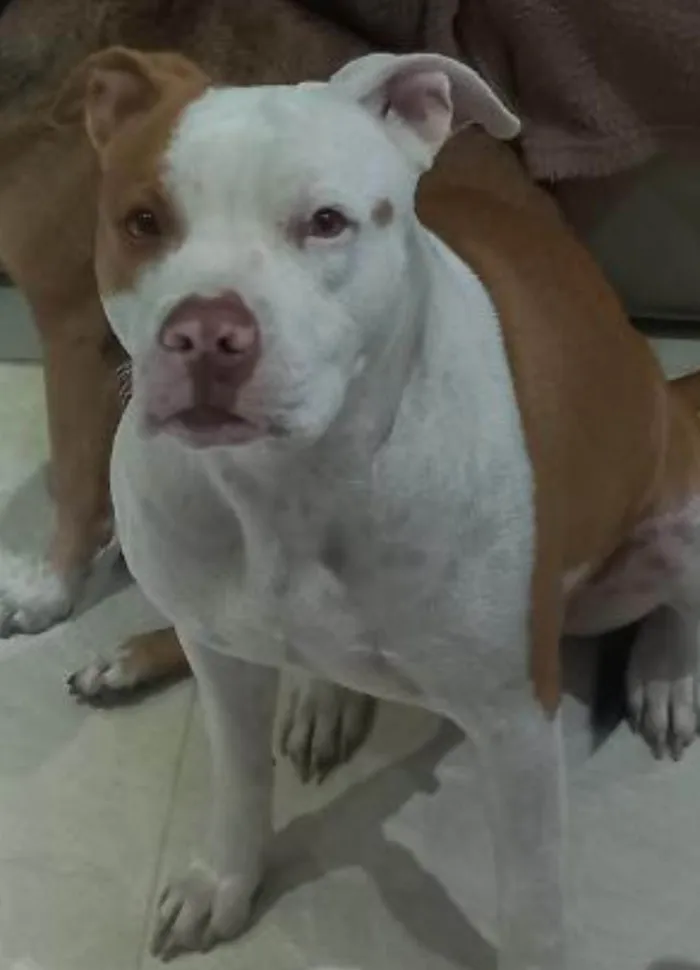 Cachorro ra a Pit-Bull idade 4 anos nome Maggie