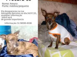 Cachorro raça SRD-ViraLata idade 4 anos nome Amora