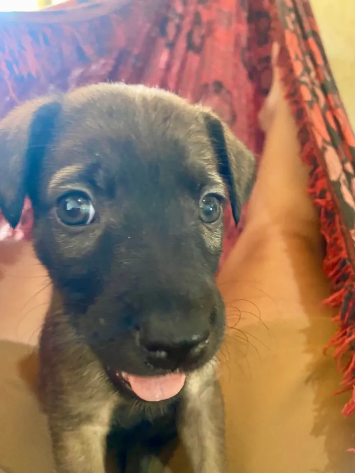 Cachorro ra a SRD-ViraLata idade Abaixo de 2 meses nome Não tem nome 