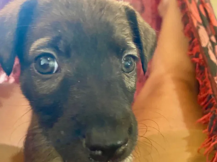 Cachorro ra a SRD-ViraLata idade Abaixo de 2 meses nome Não tem nome 