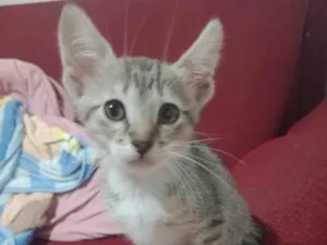 Gato raça SRD-ViraLata idade 2 a 6 meses nome Princesa