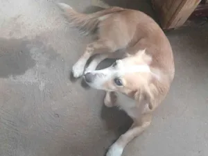 Cachorro raça Dogue Alemão idade 6 ou mais anos nome Nina