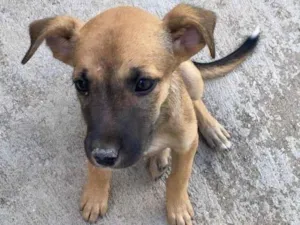 Cachorro raça SRD-ViraLata idade 2 a 6 meses nome 3 filhotes, 2 machos 1 fêmea