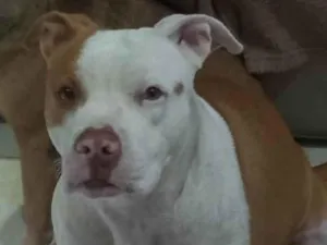 Cachorro raça Pit-Bull idade 4 anos nome Maggie