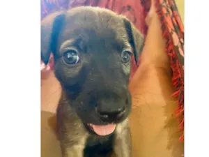 Cachorro raça SRD-ViraLata idade Abaixo de 2 meses nome Não tem nome 