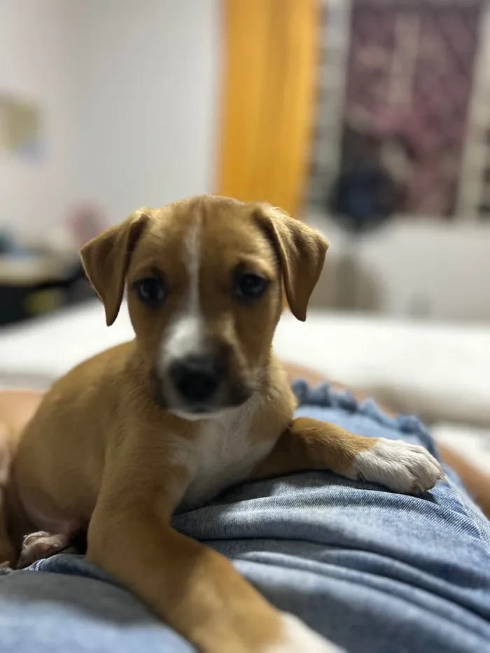 Cachorro ra a SRD-ViraLata idade Abaixo de 2 meses nome Bailley