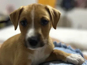 Cachorro raça SRD-ViraLata idade Abaixo de 2 meses nome Bailley