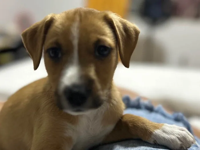 Cachorro ra a SRD-ViraLata idade Abaixo de 2 meses nome Bailley
