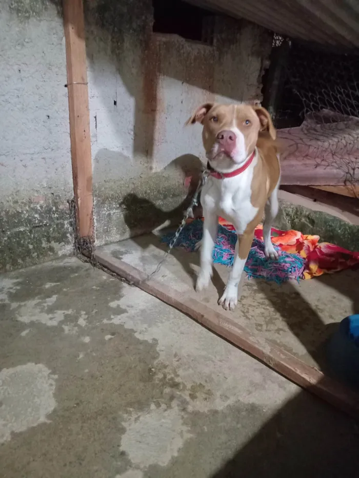 Cachorro ra a Pit-Bull idade 7 a 11 meses nome Bela 
