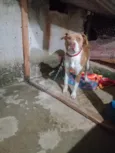 Bela