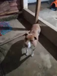 Bela