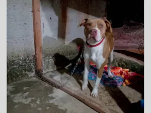 Cachorro raça Pit-Bull idade 7 a 11 meses nome Bela 