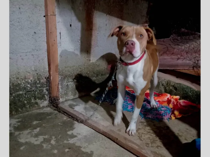 Cachorro ra a Pit-Bull idade 7 a 11 meses nome Bela 