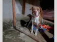 Bela