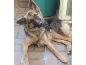 Cachorro raça Pastor Alemão idade 3 anos nome Pandora