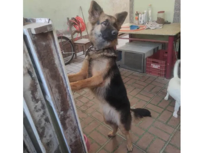 Cachorro ra a Pastor Alemão idade 3 anos nome Pandora