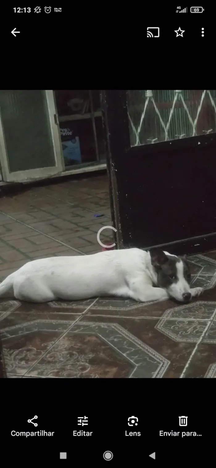 Cachorro ra a SRD-ViraLata idade 3 anos nome Luna