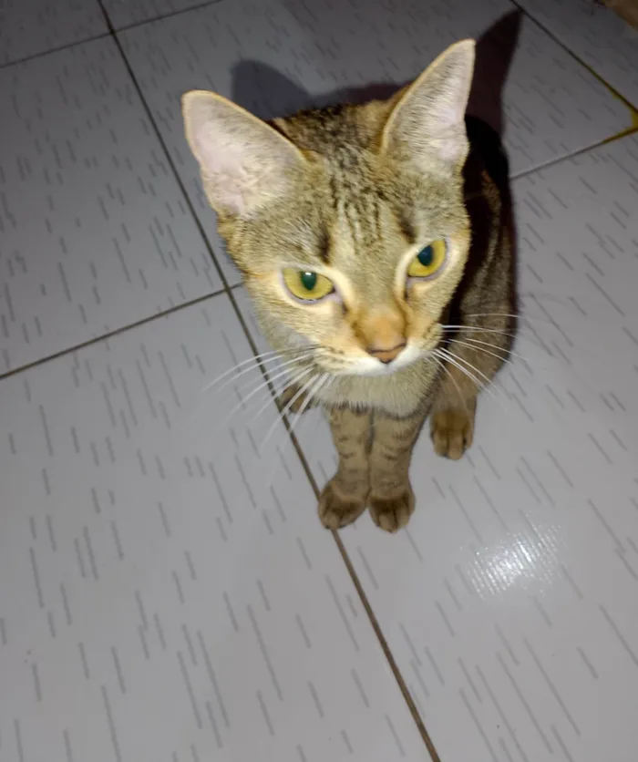 Gato ra a SRD-ViraLata idade 2 anos nome Lili 