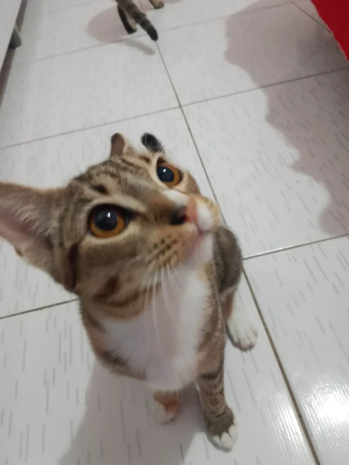 Gato ra a SRD-ViraLata idade 2 a 6 meses nome Bucho 