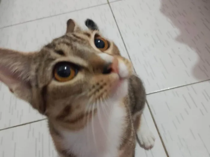 Gato ra a SRD-ViraLata idade 2 a 6 meses nome Bucho 