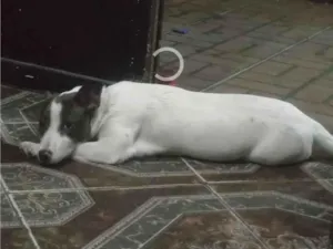 Cachorro raça SRD-ViraLata idade 3 anos nome Luna
