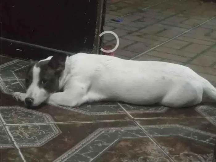 Cachorro ra a SRD-ViraLata idade 3 anos nome Luna