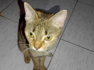 Gato raça SRD-ViraLata idade 2 anos nome Lili 