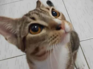 Gato raça SRD-ViraLata idade 2 a 6 meses nome Bucho 