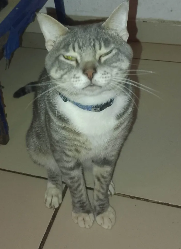 Gato ra a SRD-ViraLata idade 2 anos nome Melzinho 