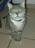 Melzinho