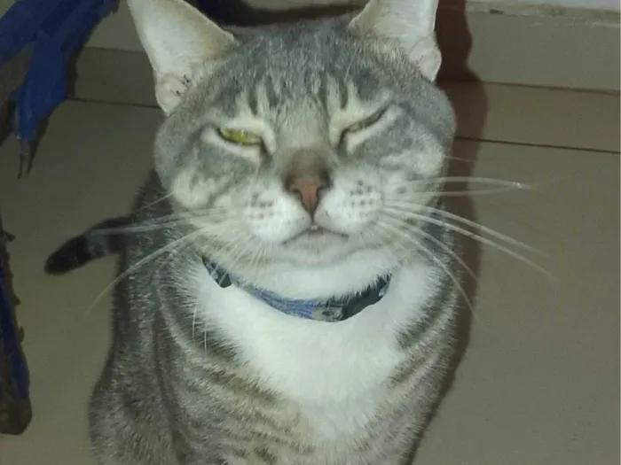 Gato ra a SRD-ViraLata idade 2 anos nome Melzinho 