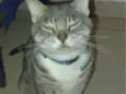 Melzinho
