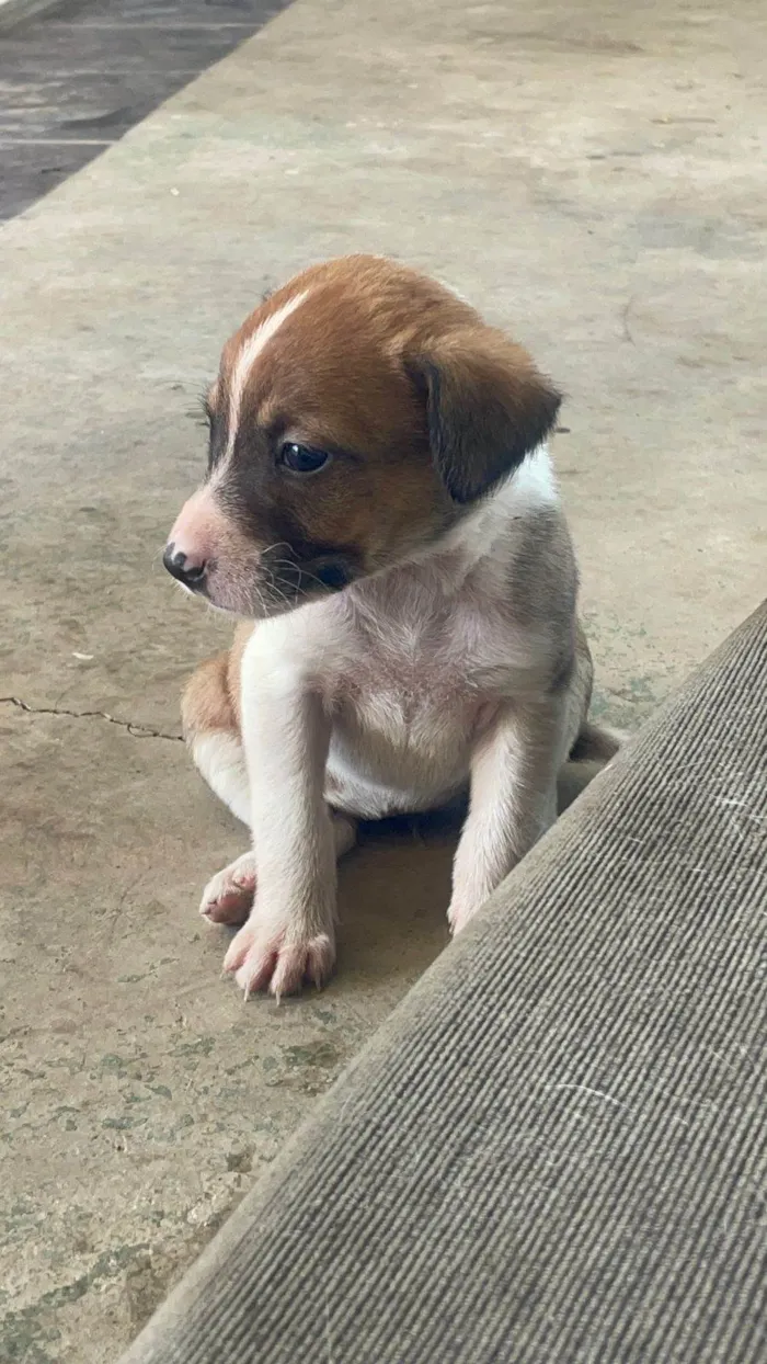 Cachorro ra a SRD-ViraLata idade Abaixo de 2 meses nome Zoe