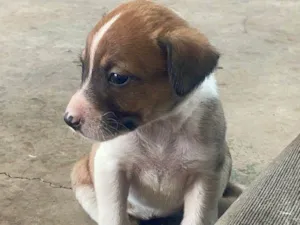Cachorro raça SRD-ViraLata idade Abaixo de 2 meses nome Zoe