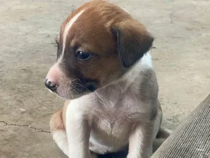 Cachorro raça SRD-ViraLata idade Abaixo de 2 meses nome Zoe