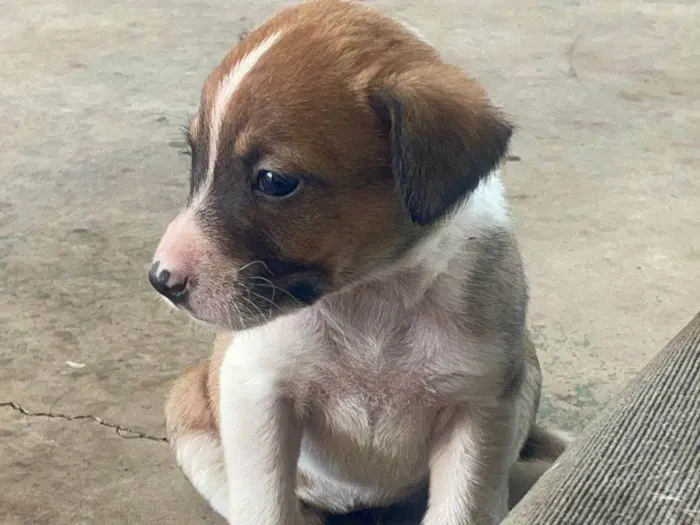 Cachorro ra a SRD-ViraLata idade Abaixo de 2 meses nome Zoe